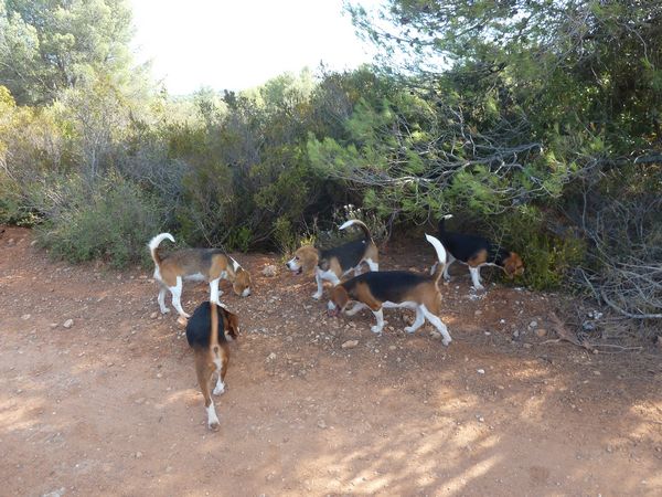 Elevage De Beagles Dans Lhérault